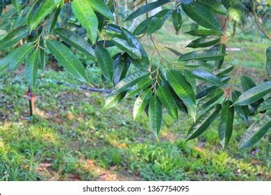 Durian Leafdurian Leaves On Tree Stock Photo (Edit Now) 1367754095