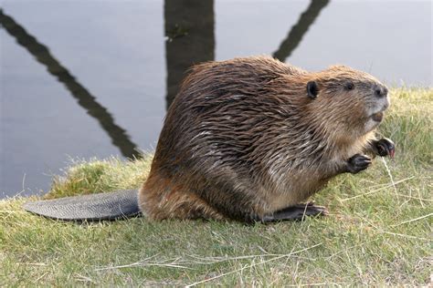 beaver, Rodent, Castor Wallpapers HD / Desktop and Mobile Backgrounds