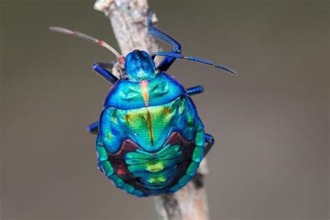 beautiful irredecent blue beetles - Google Search in 2020 | Blue beetle, Beetle, Blue