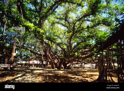 Banyan tree maui lahaina hi-res stock photography and images - Alamy