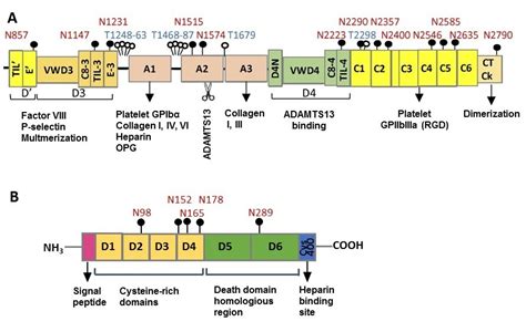 AB0 blood groups, von Willebrand factor and osteoprotegerin | Atlas of ...