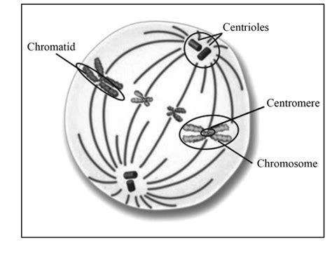 Centrioles Mitosis