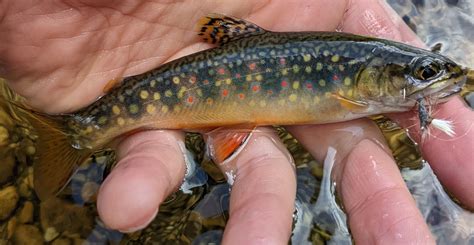 First Cast Fly Fishing: Fly Fishing Snowy Range Wyoming