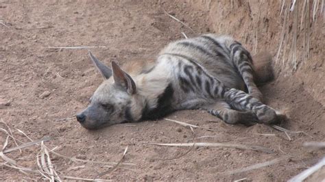 Taylor Walters Denyer: Family Fun in Djibouti Part II: Decan Wildlife ...