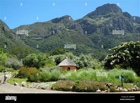 Kirstenbosch Botanical Gardens below Table Mountain Cape Town city ...