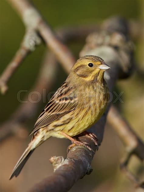 Female Yellowhammer resting on a branch in its natural habitat | Stock ...