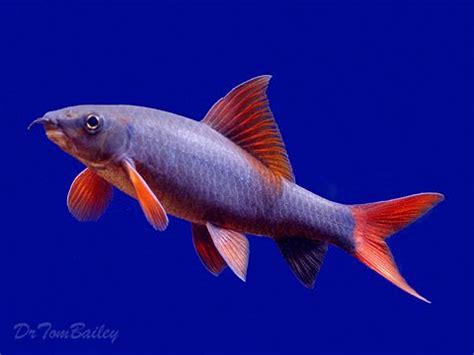 Red Tail Shark Tropical Fish - bdonornot56