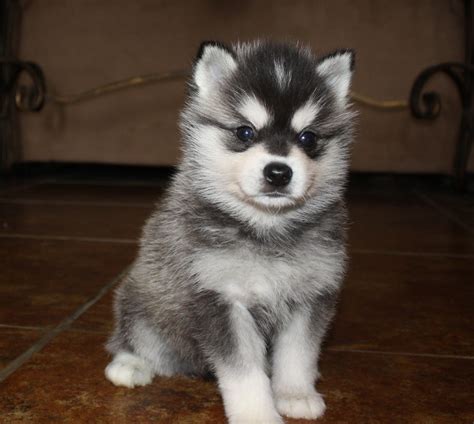 My future Alaskan Klee Kai puppy! Like and repin. :) | Babies | Pinterest