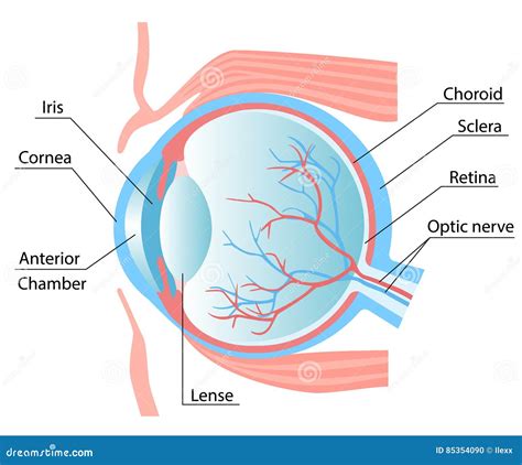 defecto Mensajero horno esquema del ojo humano Mayo Ten confianza Shipley