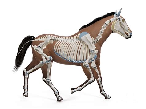 Horse Skeleton Photograph by Sebastian Kaulitzki/science Photo Library - Pixels