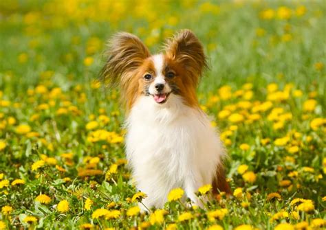 Papillon Dog Ultimate Guide: Pictures, Characteristics, & Facts ...