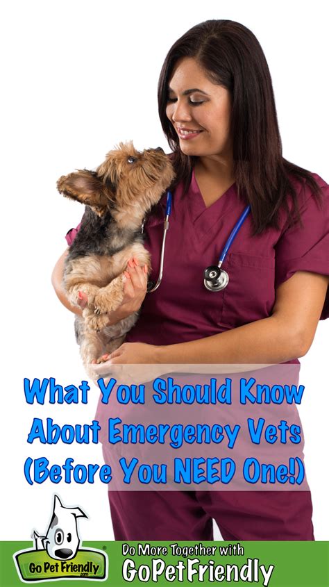 What You Need To Know About Emergency Vets | GoPetFriendly