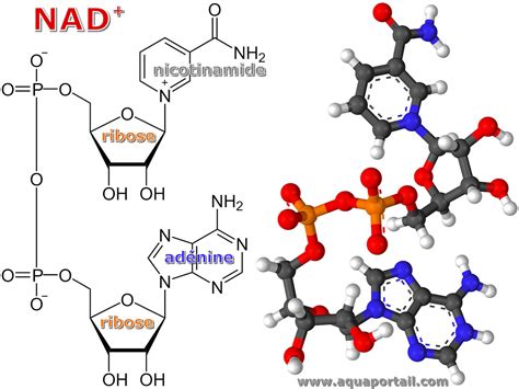 Nad Nadp Structure