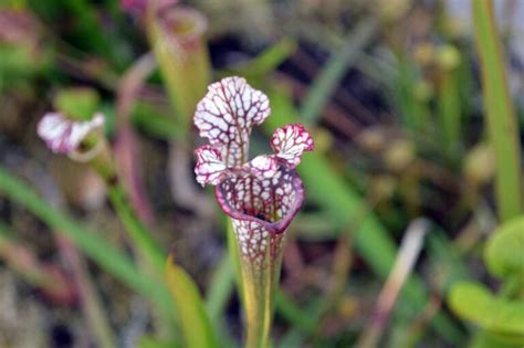 22 Wildflowers That Grow in Alabama: Identification Guide (with ...