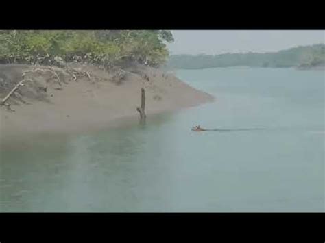 Sundarban wildlife photography tour 2024 January 6 - YouTube