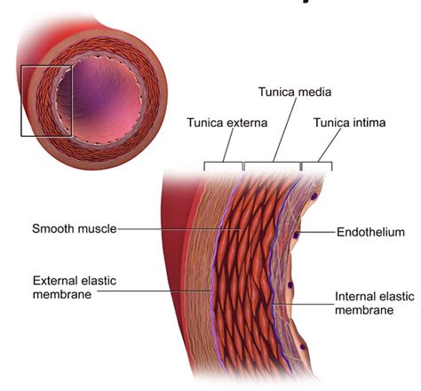 Difference Between Mesothelium and Endothelium | Definition, Location ...