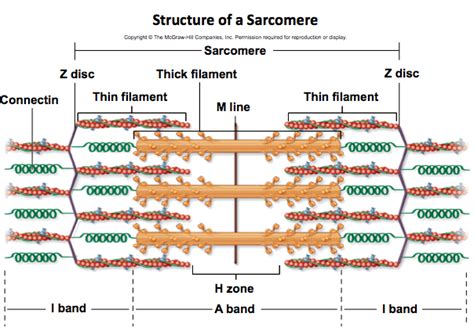 40 diagram of a sarcomere