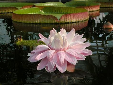 Victoria Amazonica Guyana’s National flower | Guyana View