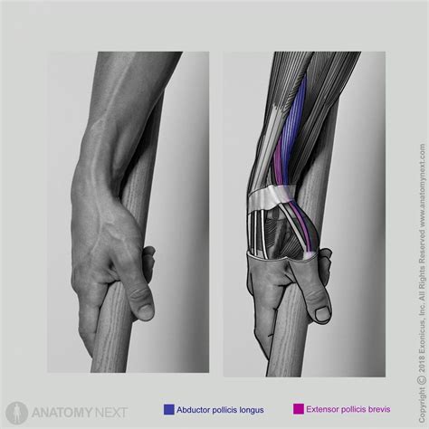 Extensor pollicis brevis | Encyclopedia | Anatomy.app | Learn anatomy ...