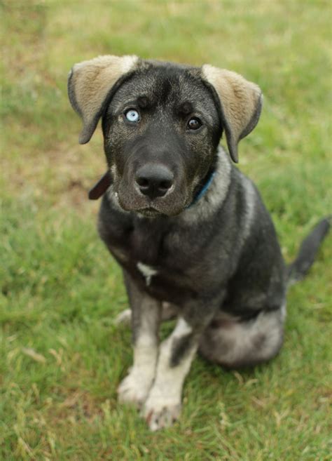 Cute Dogs: German Shepherd Lab Mix