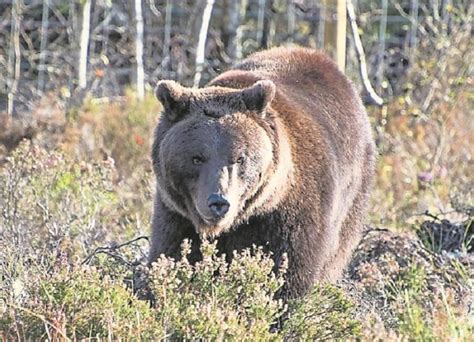 Breathing new life into Ireland's lost wildlife - Wild Ireland to open ...