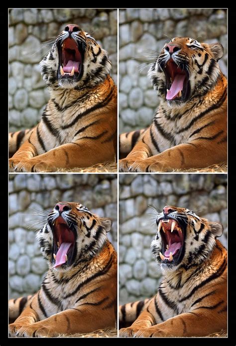 Yawning tiger - series by ivekvatrozic on DeviantArt