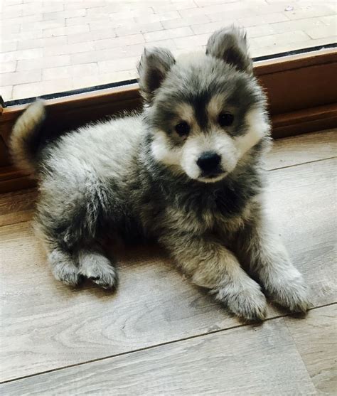 Chusky/Chowsky puppy | Cute animals, Puppies, Animals and pets