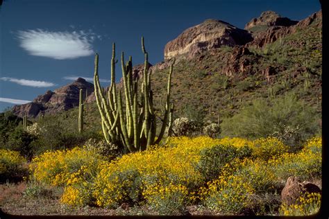 Organ Pipe Cactus National Monument | Find Your Park