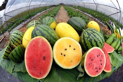 Watermelon Varieties - Common Types and Their Tastes - What About ...