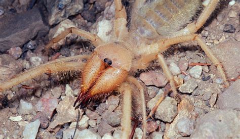 Solifugae (solifuges, solifugids, solpugids)