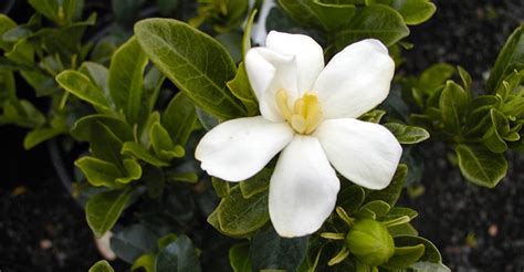 Hardy Gardenia | Portland Nursery