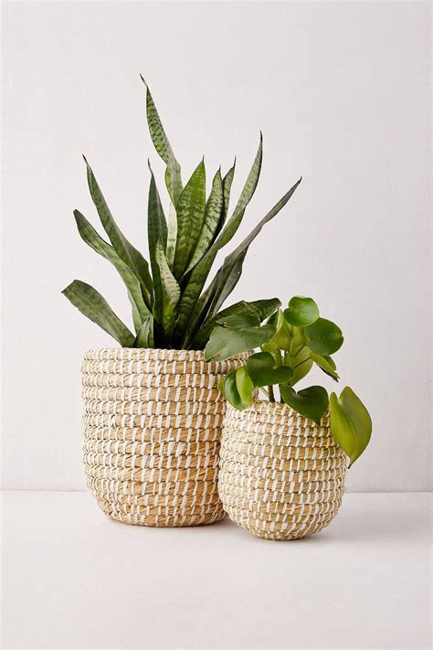 Dia Natural Basket Planter in 2020 | Natural baskets, Basket planters, Plant decor