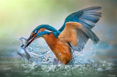 Download Bird Water Animal Kingfisher HD Wallpaper