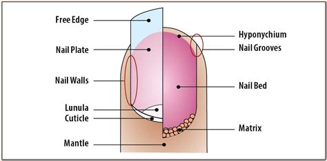 Long-lasting Tips for Superior Nail Coding - AAPC Knowledge Center