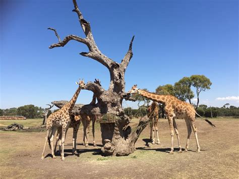 Werribee Open Range Zoo : An African Safari Adventure in Australia ...