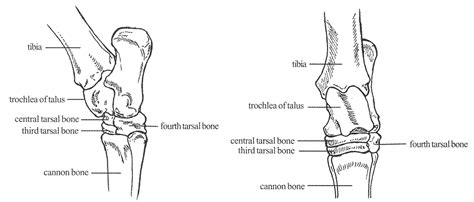 Hock Injections: A Sound Practice? - YourDressage.org