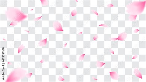 Falling cherry blossom petals Vector illustration. Pink sakura petals on fake transparent ...