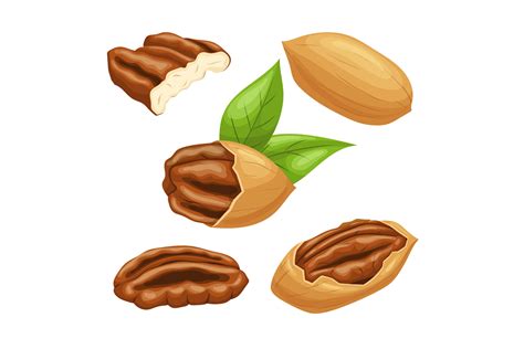 Pecan Nut Set Cartoon Vector Graphic by pikepicture · Creative Fabrica