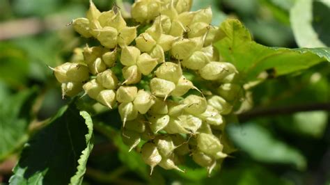 Physocarpus opulifolius - Cambridge University Botanic Garden