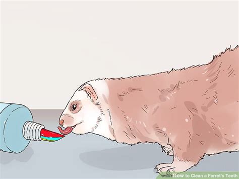 3 Ways to Clean a Ferret's Teeth - wikiHow