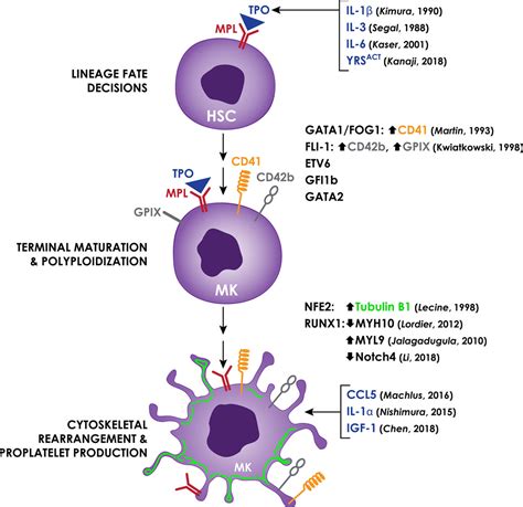 New Insights Into the Differentiation of Megakaryocytes From Hematopoietic Progenitors ...