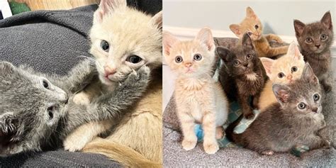 Six Kittens Convince Shelter Volunteer to Take Them Home so They Can Have What They Wanted ...