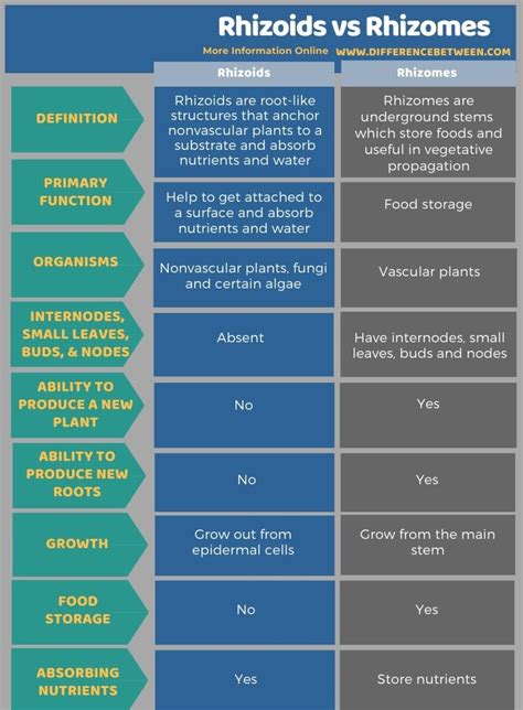 Difference Between Rhizoids and Rhizomes | Compare the Difference ...