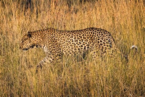 Botswana wildlife - LOUIS MONTROSE PHOTOGRAPHY