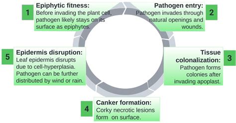 Citrus Canker Disease Cycle