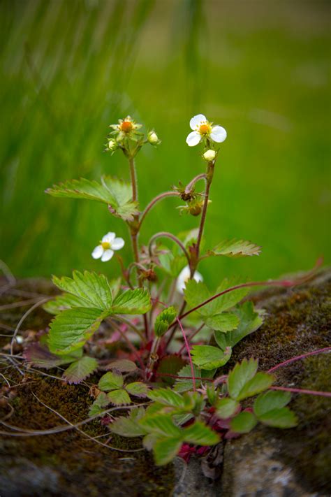 Wild Strawberry Flowers Free Stock Photo - Public Domain Pictures