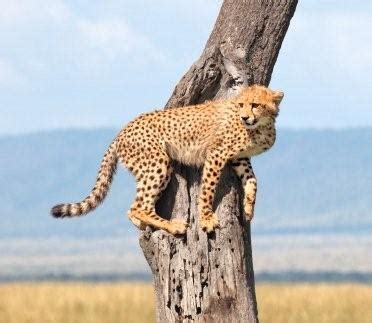 Cheetah habitat and how do they survive?