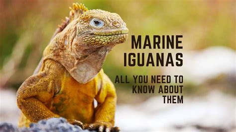 Marine Iguanas: all you need to know about them - Proto Animal