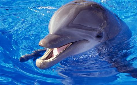 Dolphin HD Wallpapers - Top Free Dolphin HD Backgrounds - WallpaperAccess