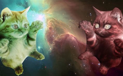 🔥 [100+] Space Cat Wallpapers | WallpaperSafari